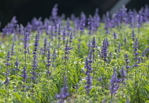 201406031552-DSC02783.jpg