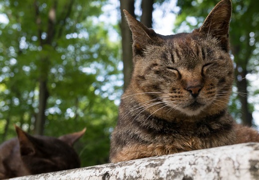 201406031602-DSC03718N6.jpg