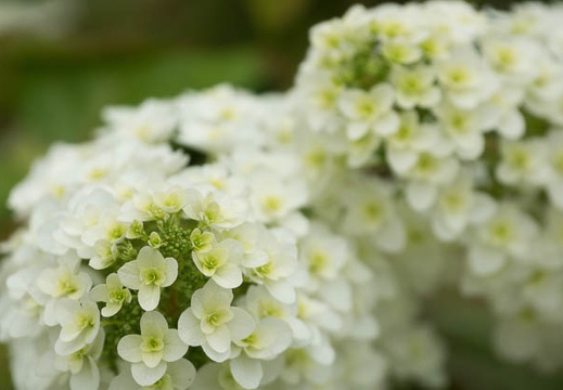 201406041140-DSC02875.jpg