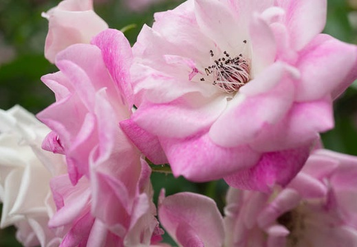 201406041217-DSC03776N6.jpg
