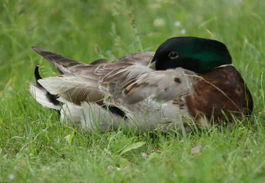 201406041223-DSC02969.jpg