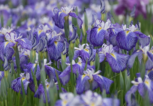 201406041250-DSC03050.jpg