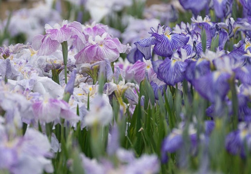 201406041250-DSC03051.jpg