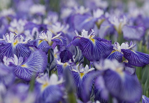 201406041301-DSC03100.jpg