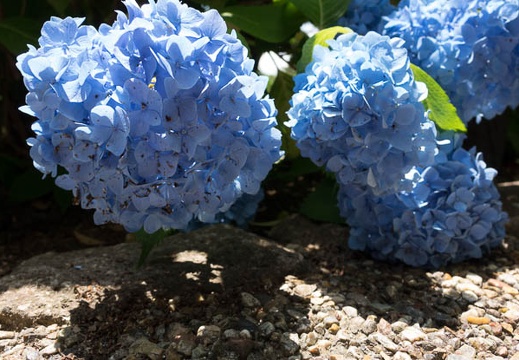 201406081244-DSC02353R10.jpg