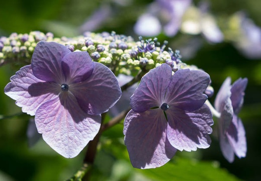 201406081257-DSC02407R10.jpg