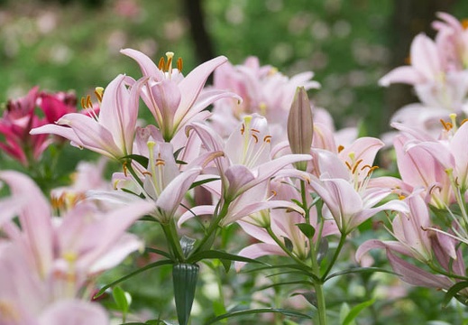 201406091004-DSC03438.jpg