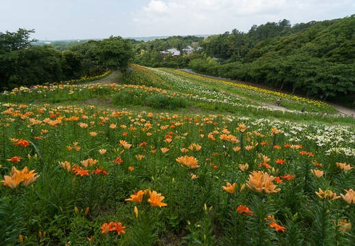 201406091019-DSC04073N6.jpg