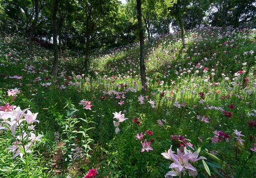 201406091039-DSC04115N6.jpg