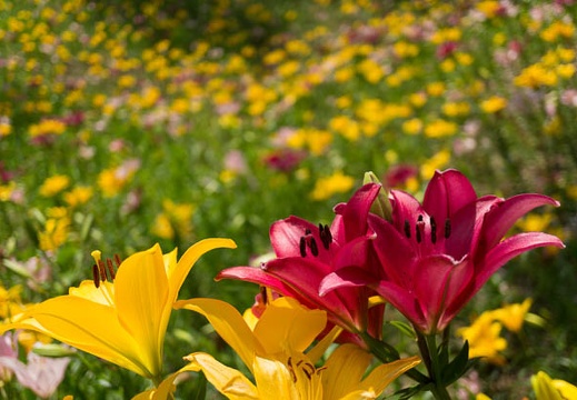 201406091155-DSC04249N6.jpg