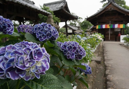 201406110916-DSC04469N6.jpg