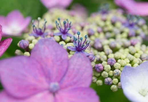201406111014-DSC04540N6.jpg