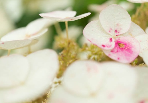201406111032-DSC04601N6.jpg
