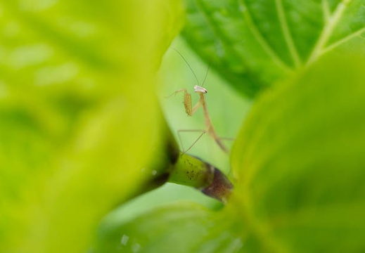 201406111132-DSC04734N6.jpg