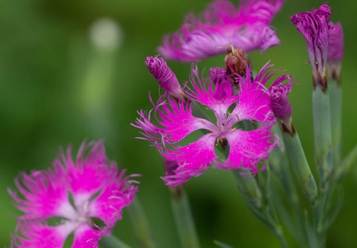 201406111246-DSC04269.jpg
