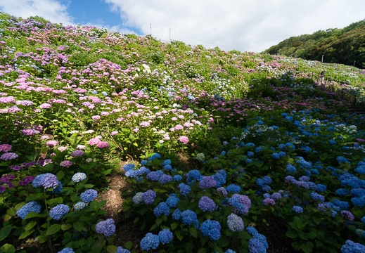 201406130817-DSC04827N6.jpg