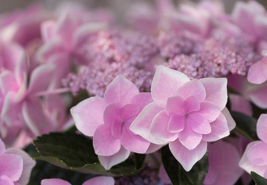 201406130912-DSC04471.jpg