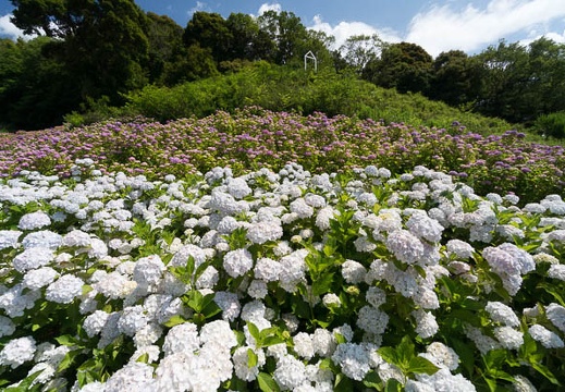 201406130952-DSC04963N6.jpg