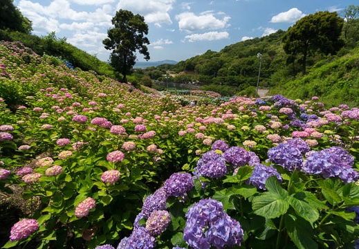 201406131008-DSC04998N6.jpg