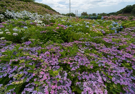 201406131043-DSC05053N6.jpg