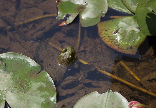 201406150944-DSC05026.jpg