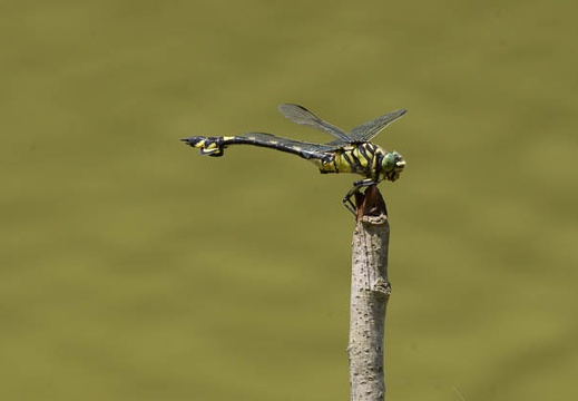 201406151127-DSC05079.jpg