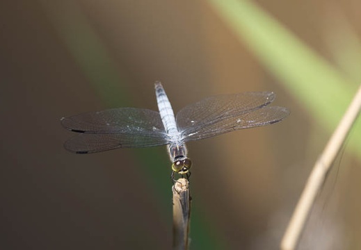 201406151300-DSC05124.jpg