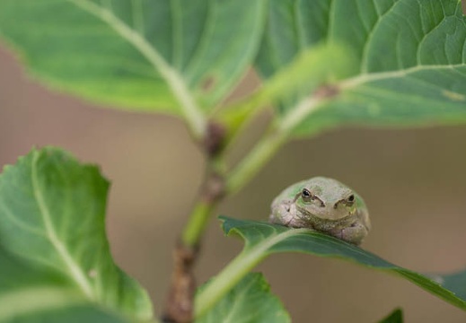 201406161058-DSC05575.jpg