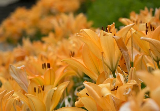 201406171005-DSC02541R10.jpg