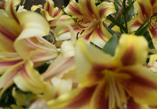 201406171010-DSC02567R10.jpg