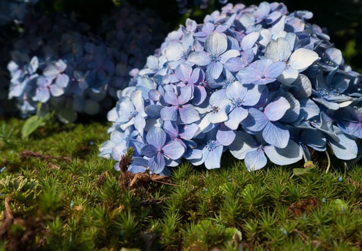 201406260719-DSC06067N6.jpg