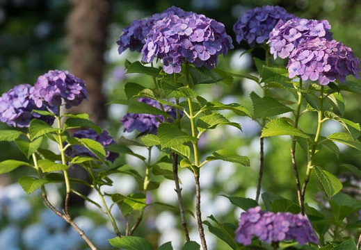 201406260726-DSC06819.jpg
