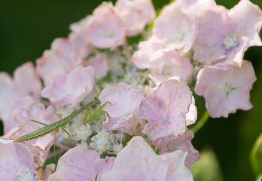 201406260735-DSC06846.jpg