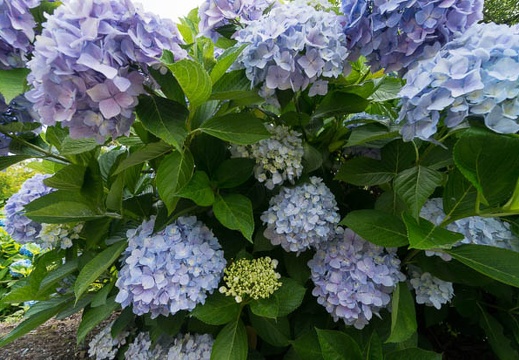 201406260957-DSC06192N6.jpg