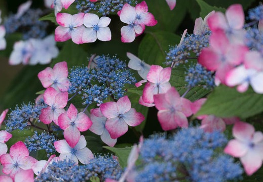 201406261004-DSC07040.jpg