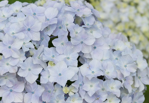 201406261012-DSC07063.jpg