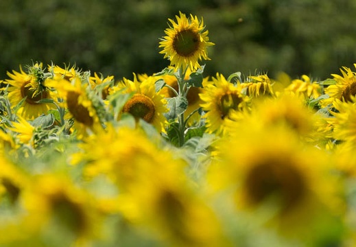 201407011055-DSC07232.jpg