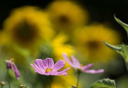 201407011058-DSC07245.jpg