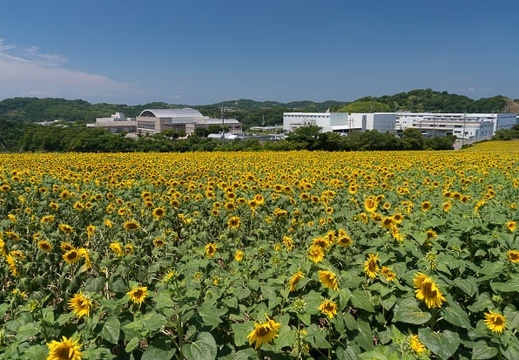 201407011103-DSC06338N6.jpg