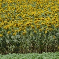 201407011118-DSC07278.jpg