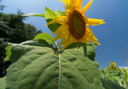 201407011129-DSC06368N6.jpg