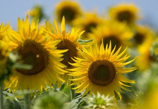 201407011134-DSC07296.jpg