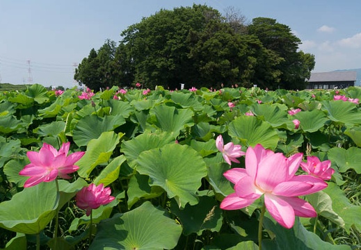 201407021029-DSC06524N6.jpg
