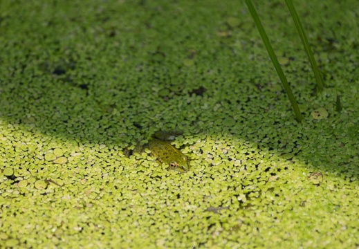 201407021056-DSC07560.jpg