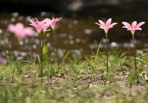 201407021150-DSC07599.jpg