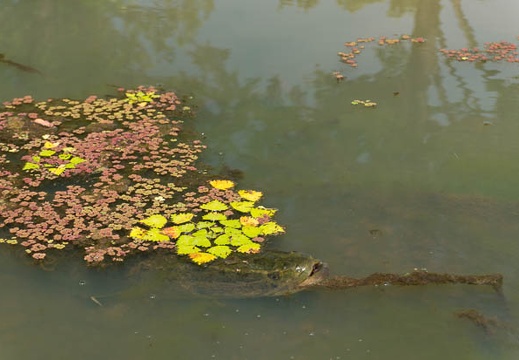 201407021334-DSC06677N6.jpg