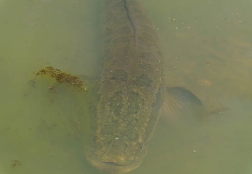 201407021337-DSC06696N6.jpg
