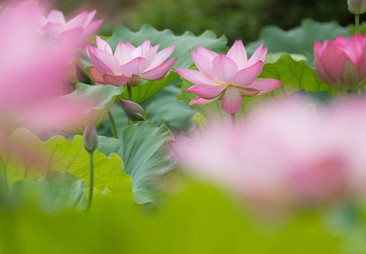 201407060804-DSC07896.jpg
