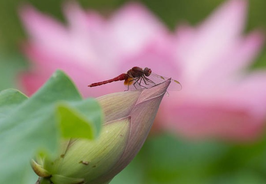 201407060823-DSC07970.jpg