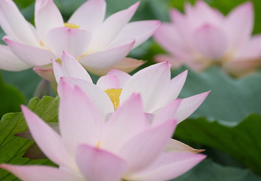 201407060915-DSC08006.jpg